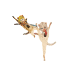 ハッピーCAT GIRL（個別スタンプ：7）