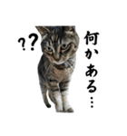 ちょっとクールな猫のスタンプ（個別スタンプ：1）
