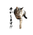 ちょっとクールな猫のスタンプ（個別スタンプ：3）