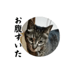 ちょっとクールな猫のスタンプ（個別スタンプ：4）