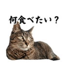 ちょっとクールな猫のスタンプ（個別スタンプ：5）