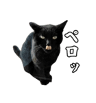 ちょっとクールな猫のスタンプ（個別スタンプ：6）