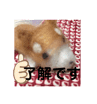 しば犬【手作り】スタンプ（個別スタンプ：3）