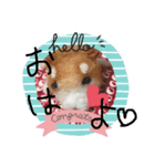 しば犬【手作り】スタンプ（個別スタンプ：7）