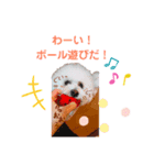 【ビションフリーゼ】もわもわモワちゃん（個別スタンプ：4）