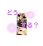 あめしょー・たびぃさん（個別スタンプ：2）