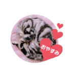 あめしょー・たびぃさん（個別スタンプ：4）