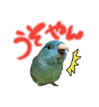 サザナミインコのつぶちゃん（個別スタンプ：8）