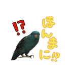 サザナミインコのつぶちゃん（個別スタンプ：28）