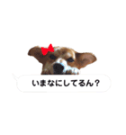 リボンちゃんスタンプ（個別スタンプ：7）