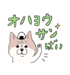 まいにち柴犬ばい！(長崎弁)（個別スタンプ：1）