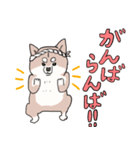 まいにち柴犬ばい！(長崎弁)（個別スタンプ：11）