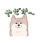 まいにち柴犬ばい！(長崎弁)（個別スタンプ：14）