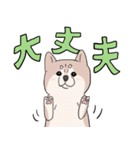 まいにち柴犬(文字大きめ)（個別スタンプ：25）