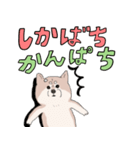 まいにち柴犬さぁ！(沖縄)（個別スタンプ：24）