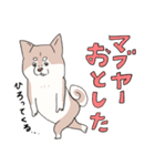 まいにち柴犬さぁ！(沖縄)（個別スタンプ：35）