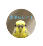 インコの挨拶④（個別スタンプ：2）