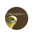 インコの挨拶④（個別スタンプ：7）