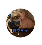 シーズー こむぎ（個別スタンプ：8）