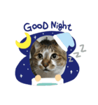 猫のスタンプ201905（個別スタンプ：1）