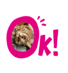 猫のスタンプ201905（個別スタンプ：3）