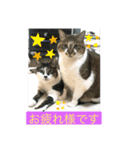 猫のスタンプ201905（個別スタンプ：6）