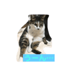 猫のスタンプ201905（個別スタンプ：7）