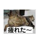 猫のスタンプ201905（個別スタンプ：8）