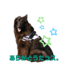 黒犬さんシリーズ。4（個別スタンプ：3）
