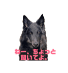 黒犬さんシリーズ。4（個別スタンプ：7）
