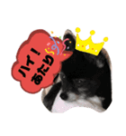 ちわまるひなむぎだよ！（個別スタンプ：4）