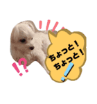 ちわまるひなむぎだよ！（個別スタンプ：6）