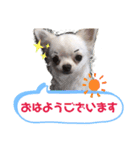 はなことたろ（個別スタンプ：5）