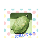 にたんださん家のカメさん。（個別スタンプ：2）