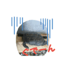 にたんださん家のカメさん。（個別スタンプ：4）