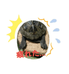 にたんださん家のカメさん。（個別スタンプ：5）