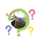 にたんださん家のカメさん。（個別スタンプ：8）