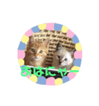 ちゃちゃ☆しら（個別スタンプ：1）
