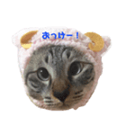 ちゃちゃ☆しら（個別スタンプ：7）