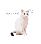 カフレアスタンプ（個別スタンプ：1）