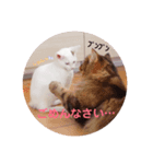カフレアスタンプ（個別スタンプ：6）