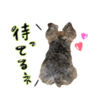 もずくくん 3（個別スタンプ：4）