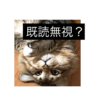 たぬきのような、猫。（個別スタンプ：2）