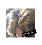 たぬきのような、猫。（個別スタンプ：3）