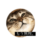たぬきのような、猫。（個別スタンプ：4）