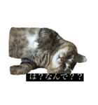 たぬきのような、猫。（個別スタンプ：5）