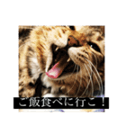 たぬきのような、猫。（個別スタンプ：6）