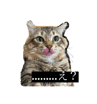 たぬきのような、猫。（個別スタンプ：7）