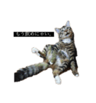 たぬきのような、猫。（個別スタンプ：8）