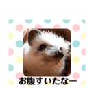 ハリネズミの小春（個別スタンプ：7）